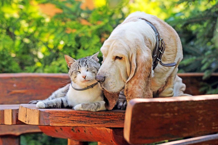 Basset hound and cat snuggling outside