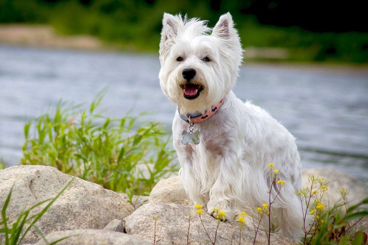 West highland terrier stands on rocks near river