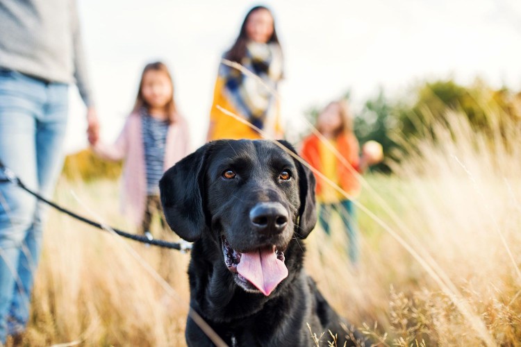 black labrador retriever in field with his family; best family dogs