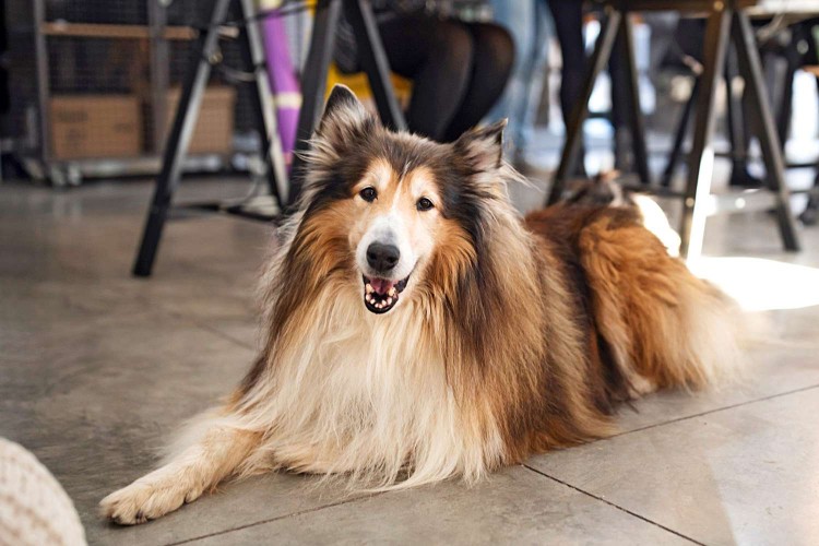collie smiling lying in an office