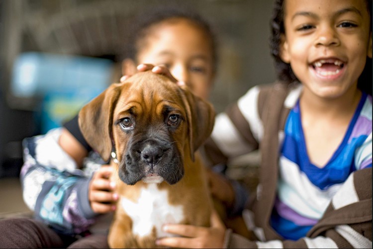 cute boxer puppy being pet by two children inside a house