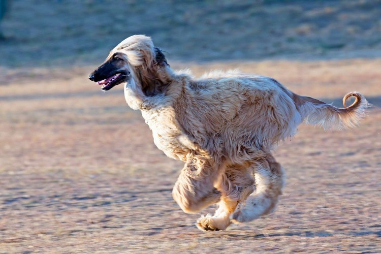 blonde afghan hound running along the beach