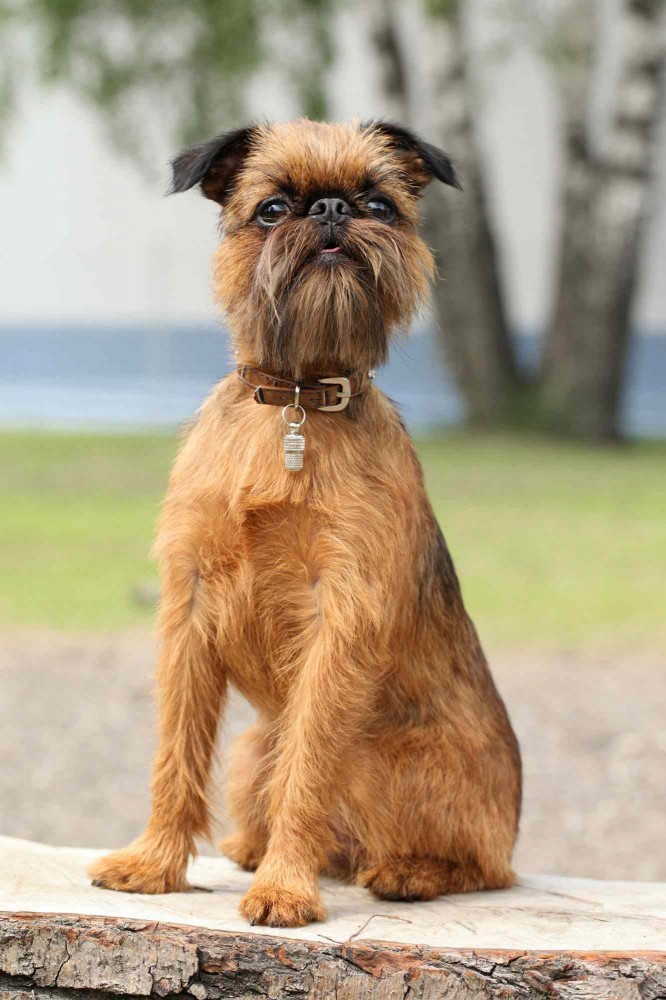 brussels griffon dog sitting on ledge
