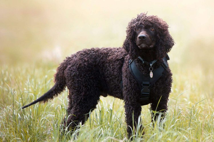 irish water setter standing in grass