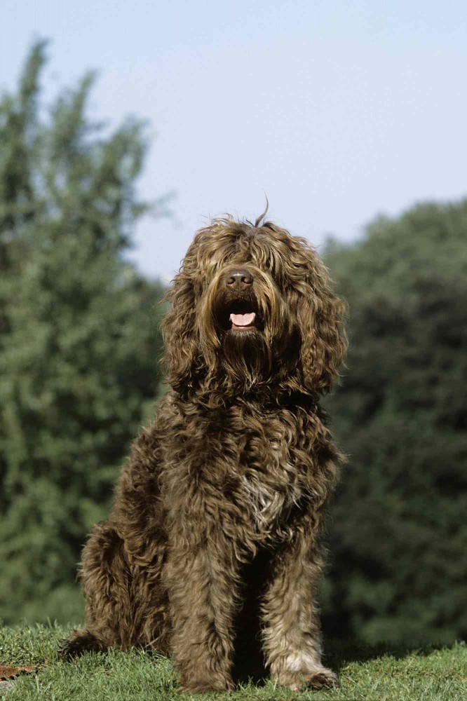 brown barbet dog