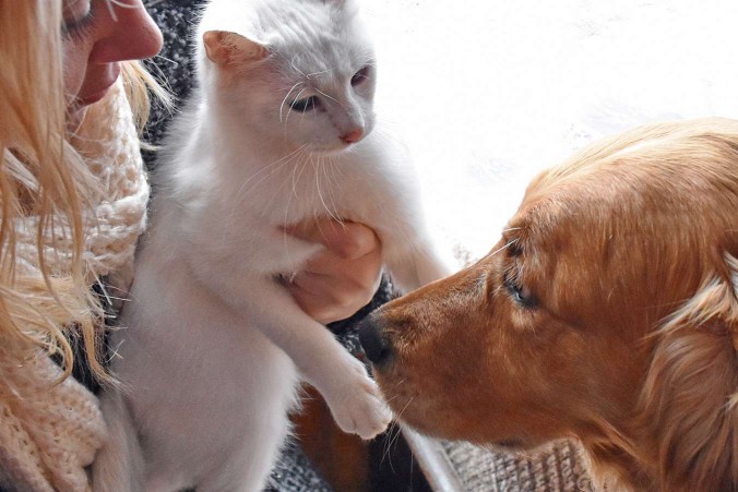 White cat means retriever dog for the first time