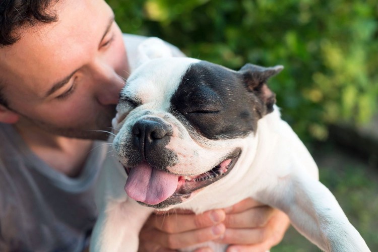 man kissing bulldog