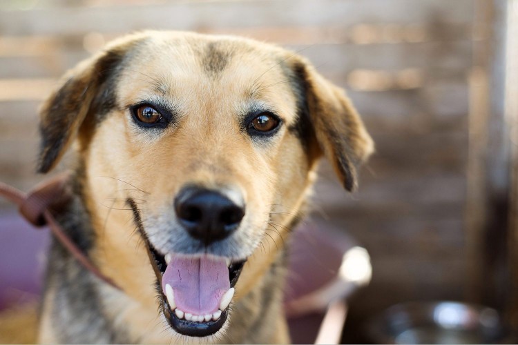 smiling dog in animal shelter