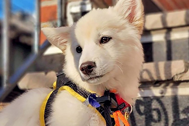 White Jindo mix-breed puppy sitting on outdoor set of stairs