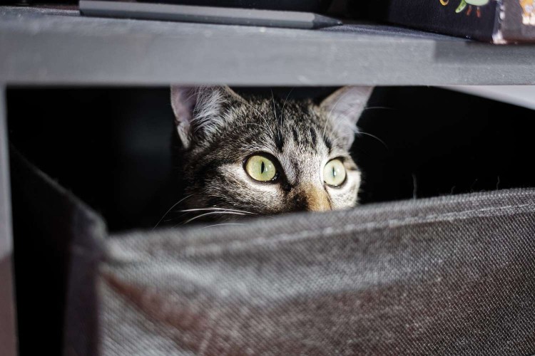 cat hiding in box; cats and the pandemic