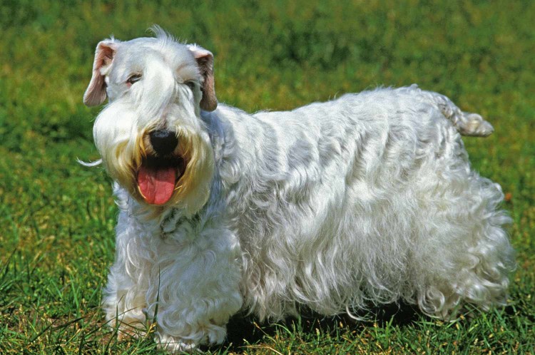 sealyham terrier stands with open mouth in grassy area
