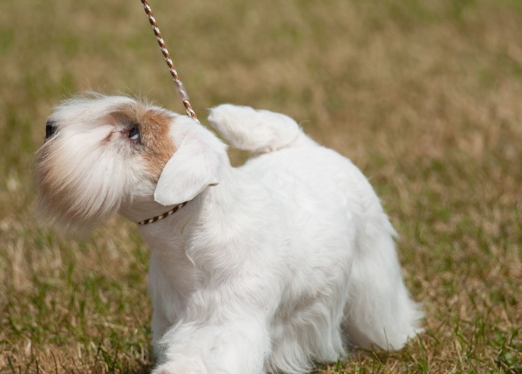 sealyham terrer on leash stands in grass and looks at handler