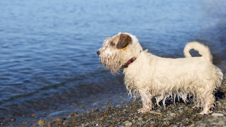 sealyham terrier stands on rocks on beach near water