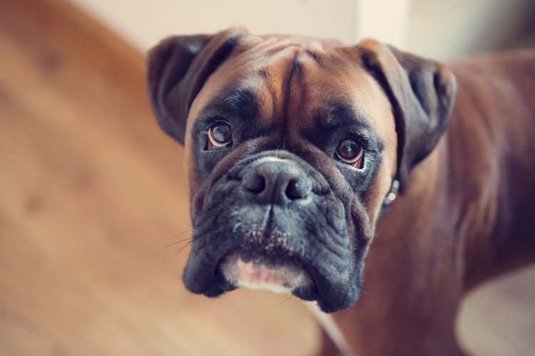 brown boxer looking up at camera