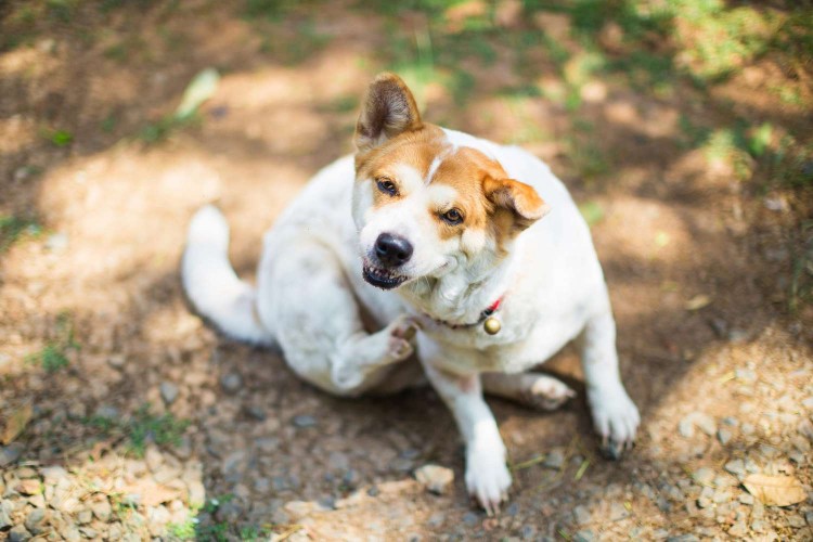 White mid-sized dog scratches at his collar with foot while seated on dirt