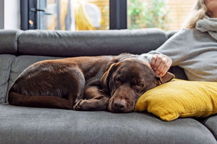 dog laying on couch next to owner; anemia in dogs