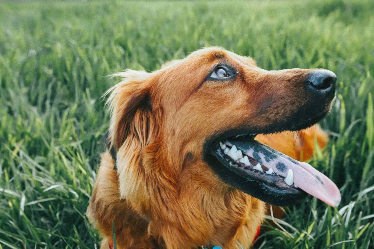 black spots on dog tongue