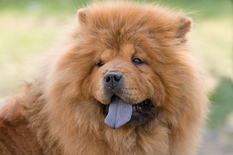 chow chow with blue black tongue