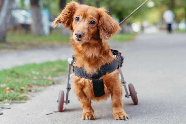 dog in wheelchair due to cerebellar hypoplasia