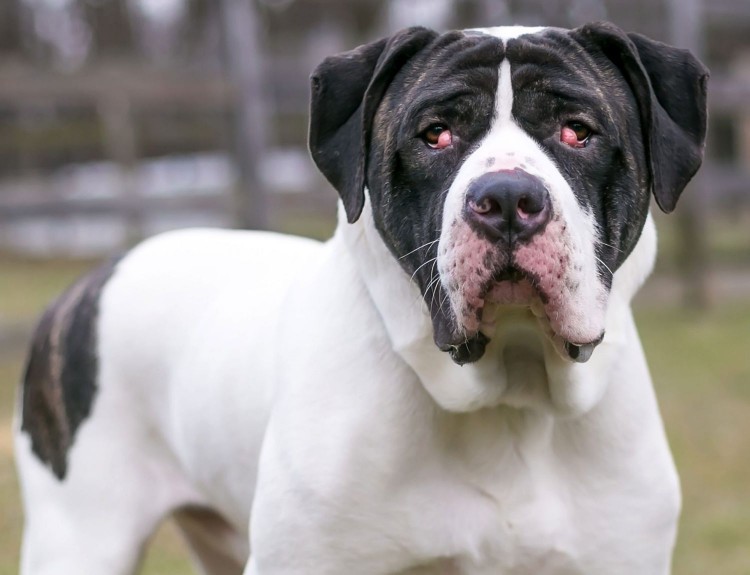 healthy Mastiff dog with cherry eye or prolapse of the third eyelid gland in both eyes