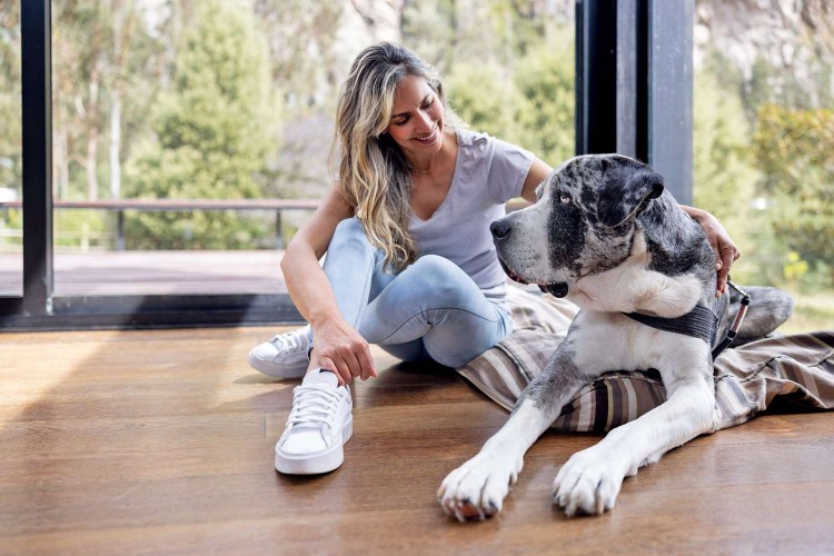 woman sitting with her Great Dane in her contemporary living room; dilated cardiomyopathy in dogs