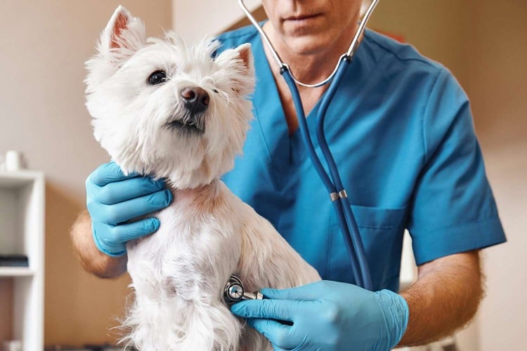 Vet tech examining a Westie; why is my dog coughing