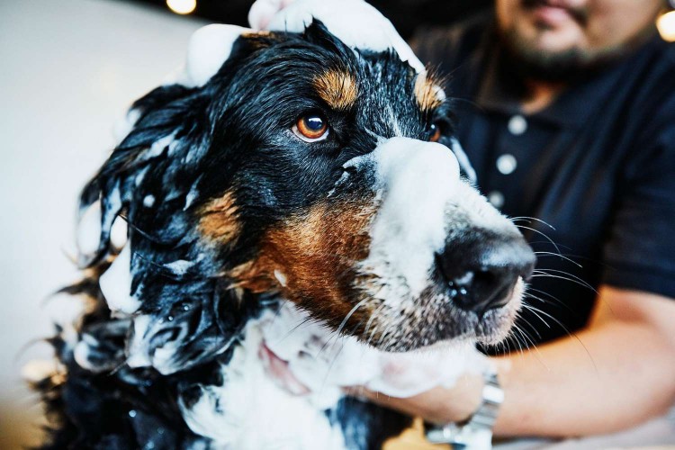 Black and brown spotted dog gets a bath