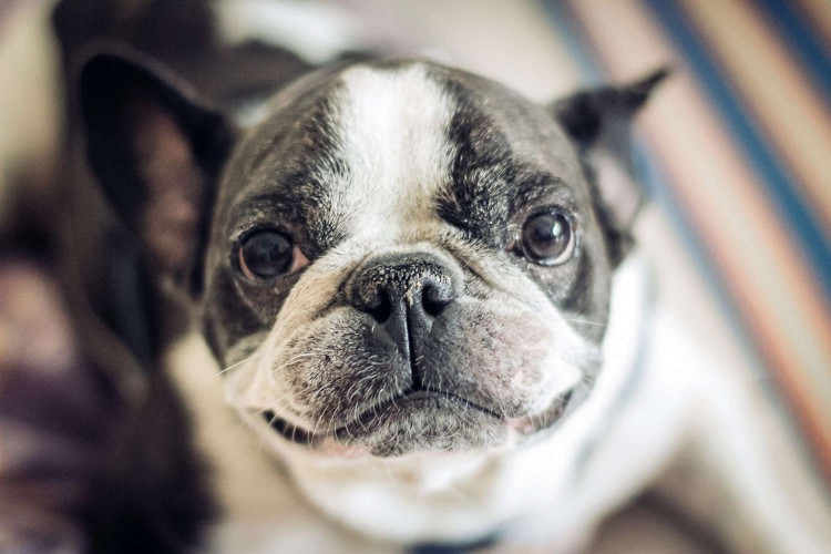 French bulldog portrait