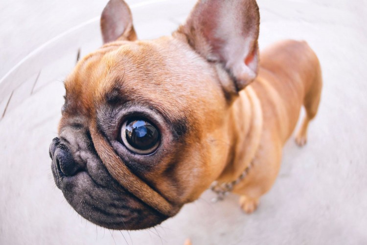 closeup photo of french bulldog with big eye