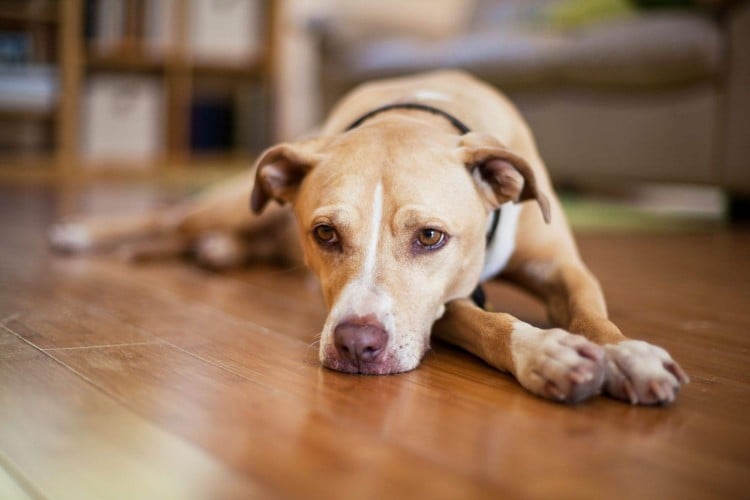 sick dog laying on the floor; dog flu season