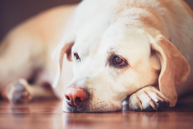 Adult dog looks sad while laying on floor