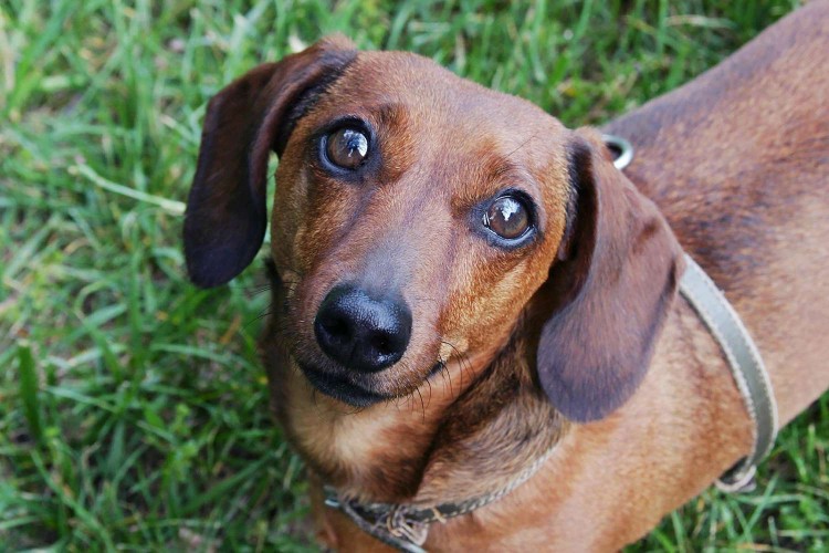 dachshund on grass looking up at camera