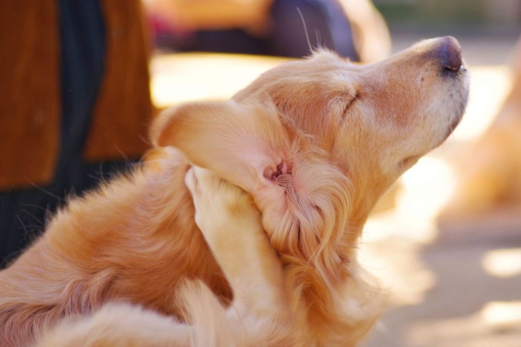 golden retriever scratching