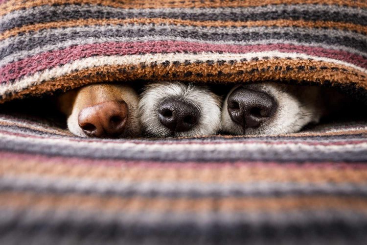 Three dog noses peek out from under a blanket