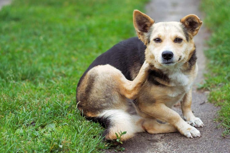 dog sitting on sidewalk scratching