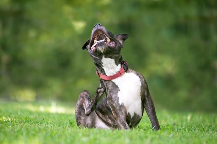 dog sitting in grass scratching their back