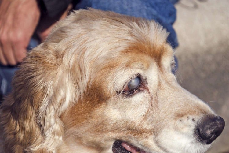 dog with cloudy eyes of glaucoma