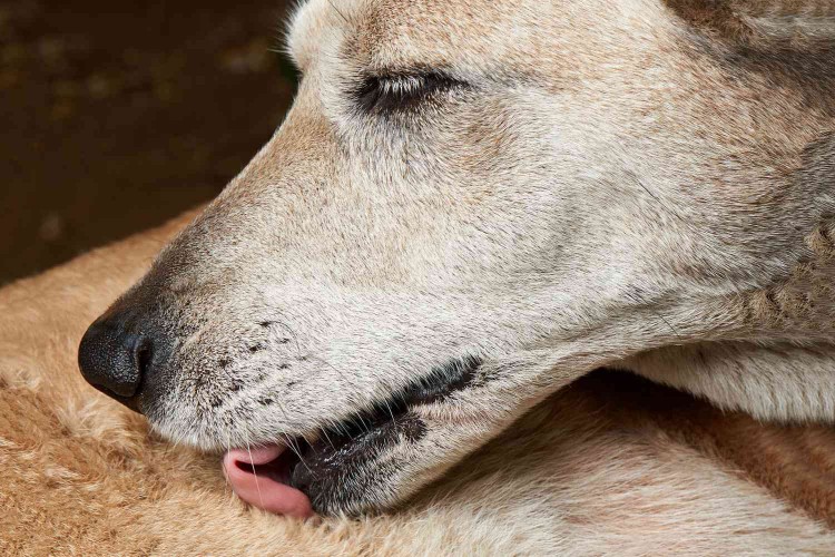 dog licking self