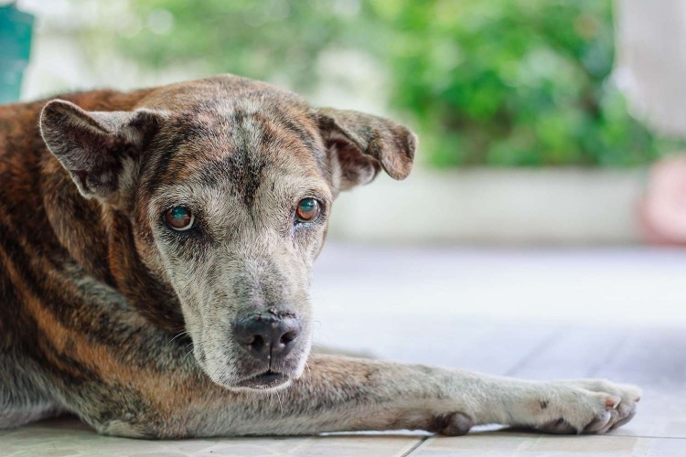 Portrait of mutt dog laying outside on porch