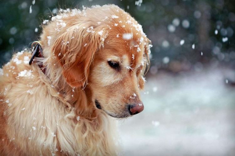 Golden retriever watches a snowflake intently