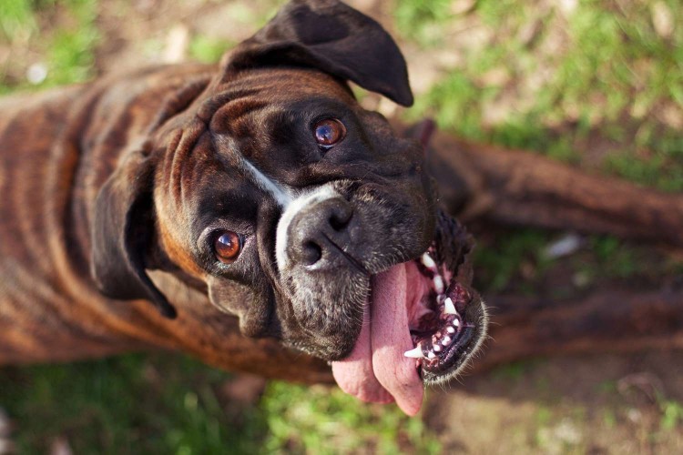 boxer looking up at camera with heavy breathing