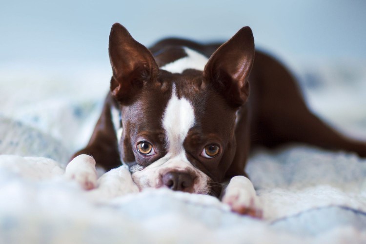 boston terrier laying on bed