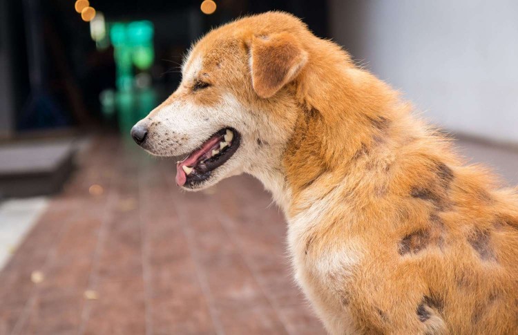 profile image of a dog with patchy mange