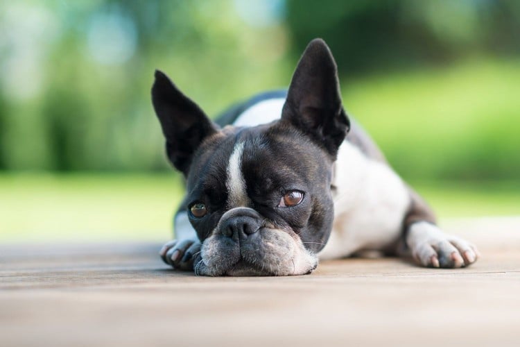 Boston terrier dog lays on terrace