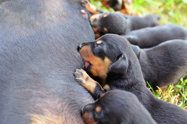 litter of puppies nursing from mom