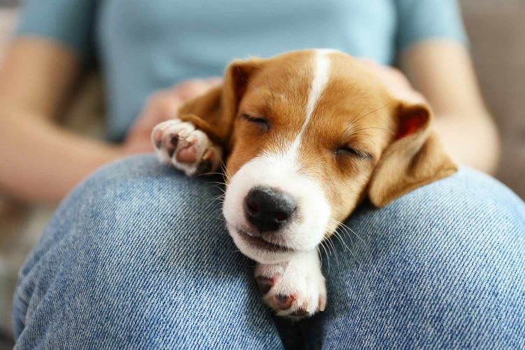 puppy lying in owner's lap