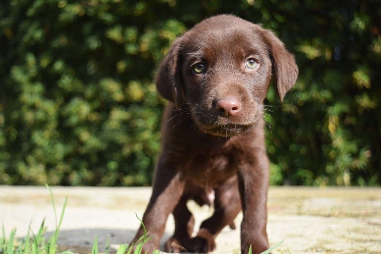 Portrait of brown puppy standing outside