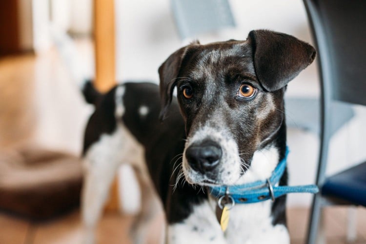 black and white dog standing in kitchen; What To Do If Your Dog's Vagina is Swollen