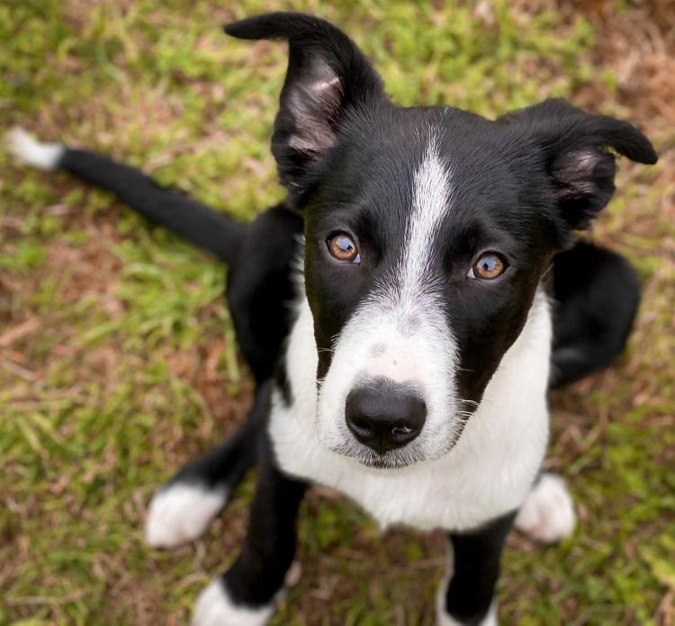 dog looking up at camera; why does my dog smell like fish?