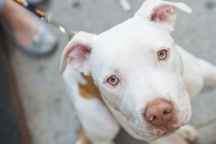 dog looking up to camera with owner behind him; Why is My Dog Coughing Up White Foam?